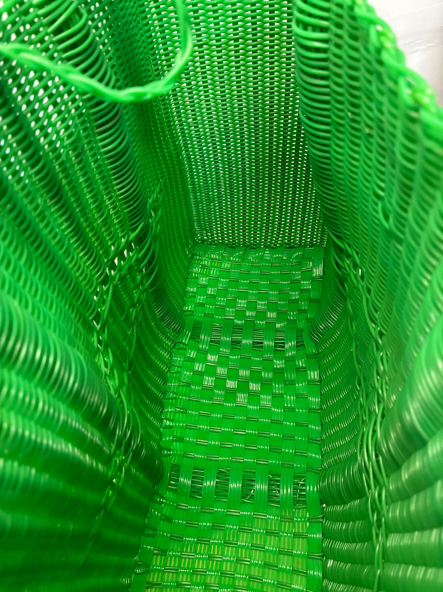 Gloria Mediana en Rollizo Verde
